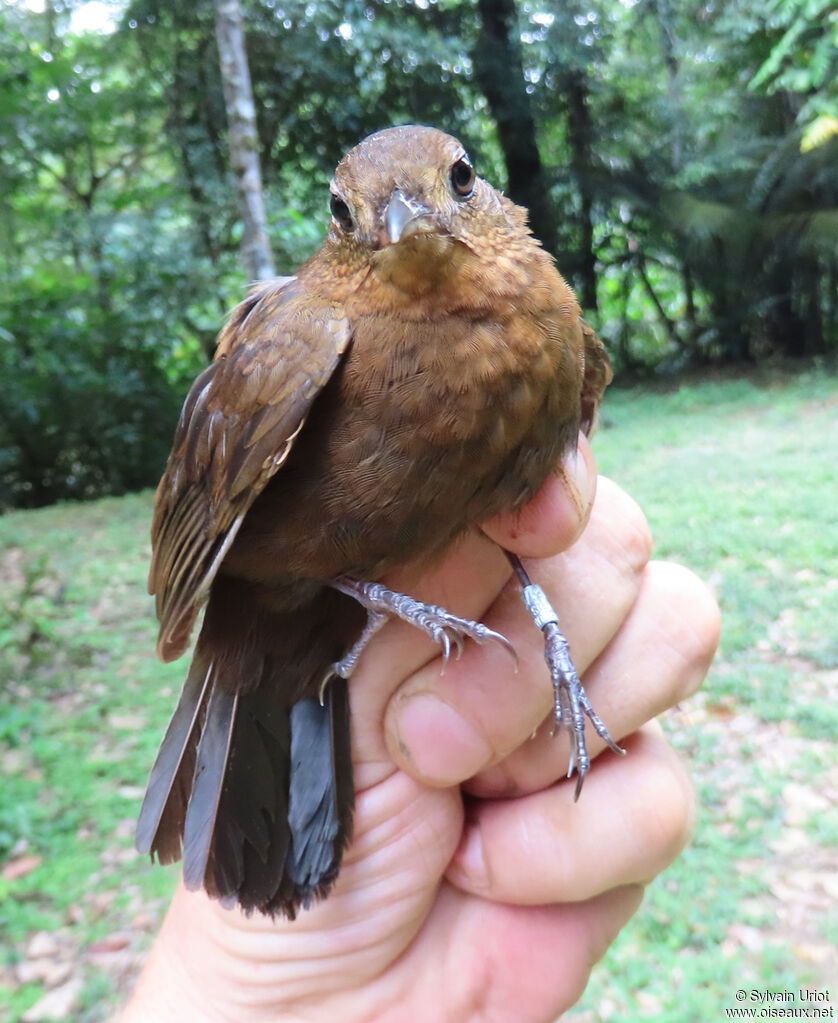 Short-billed Leaftosseradult