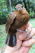 Short-billed Leaftosser