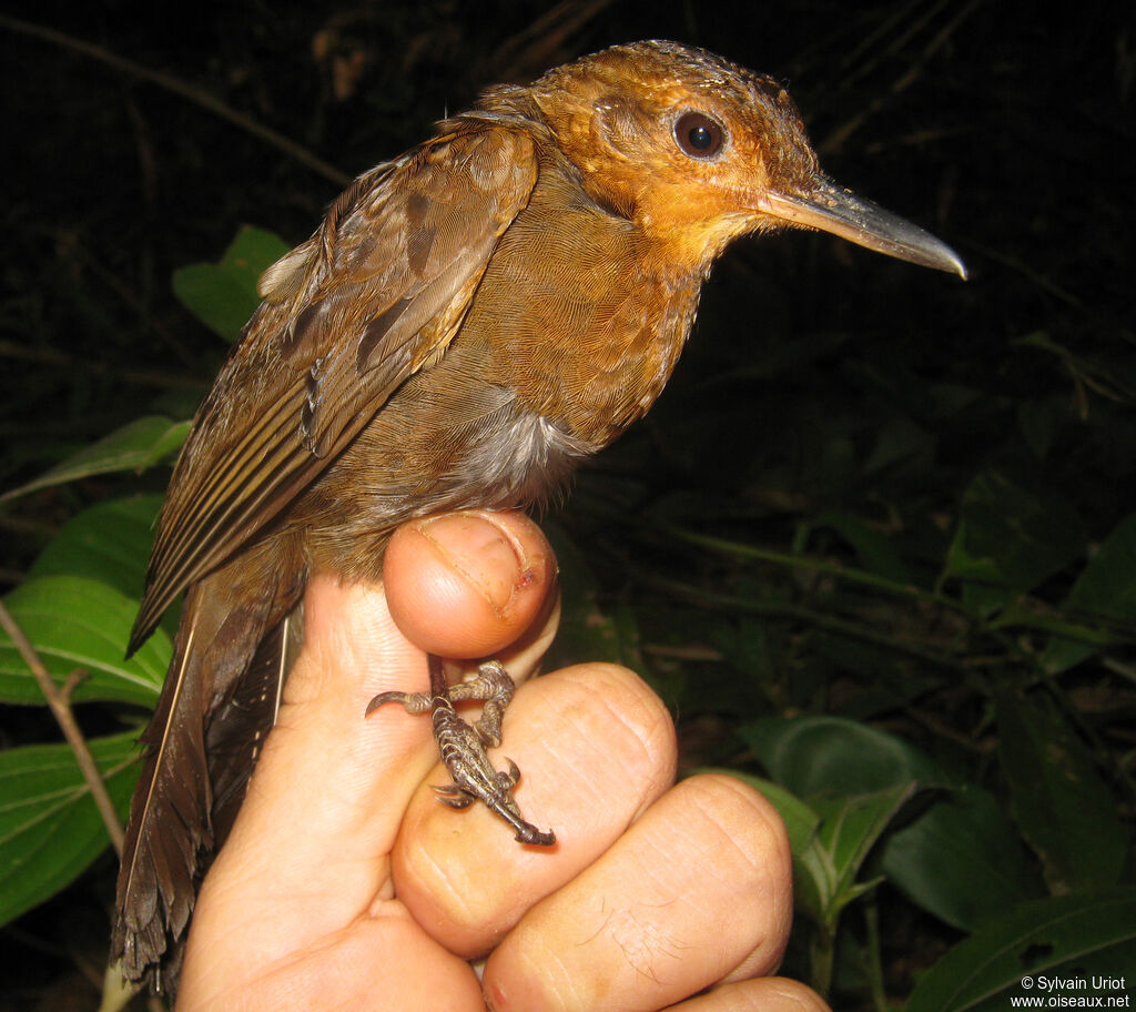 Black-tailed Leaftosser