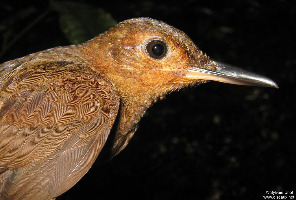 Black-tailed Leaftosser, close-up portrait