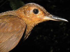 Black-tailed Leaftosser