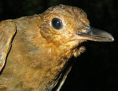Black-tailed Leaftosser