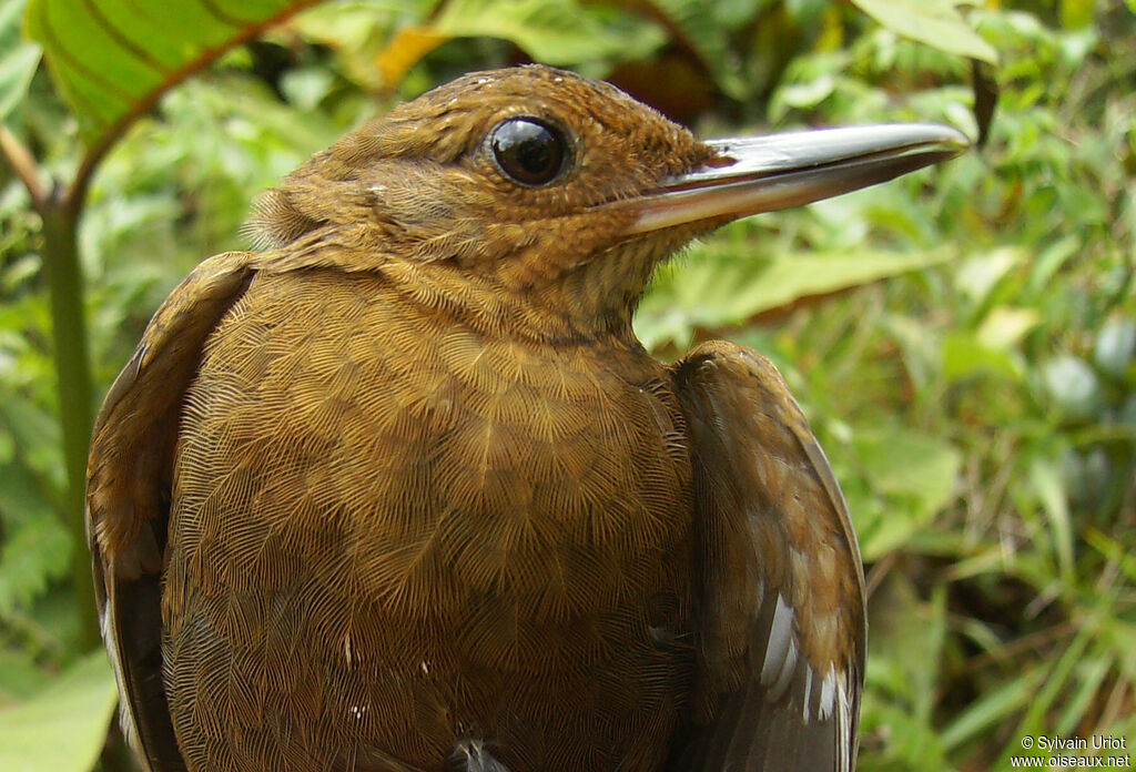 Black-tailed Leaftosser, close-up portrait