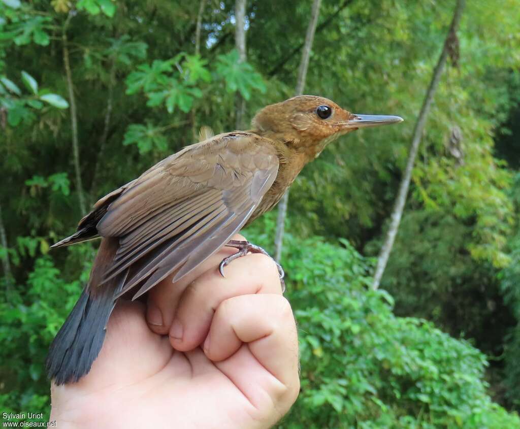 Sclérure des ombresadulte, identification