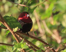 Pink-throated Twinspot