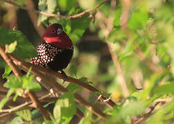 Pink-throated Twinspot