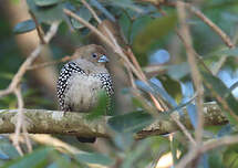 Sénégali de Verreaux