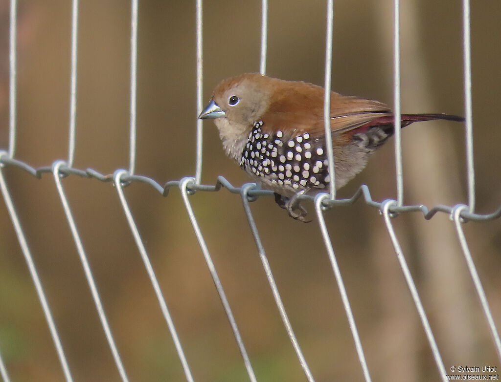 Pink-throated Twinspot female adult