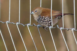 Pink-throated Twinspot