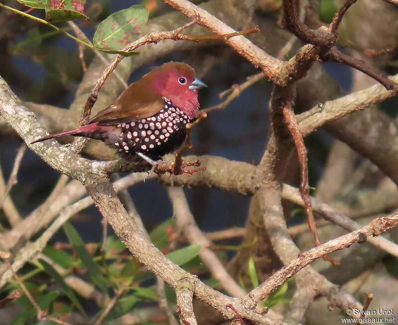 Pink-throated Twinspot male adult