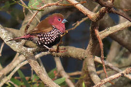 Pink-throated Twinspot