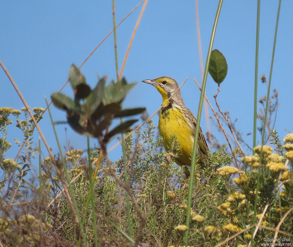 Yellow-throated Longclawadult