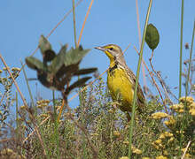 Yellow-throated Longclaw