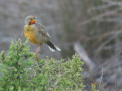 Cape Longclaw