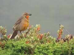 Cape Longclaw