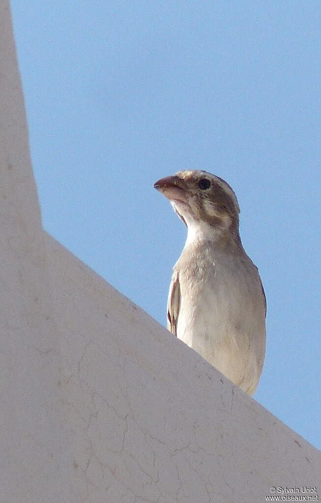 White-throated Canary