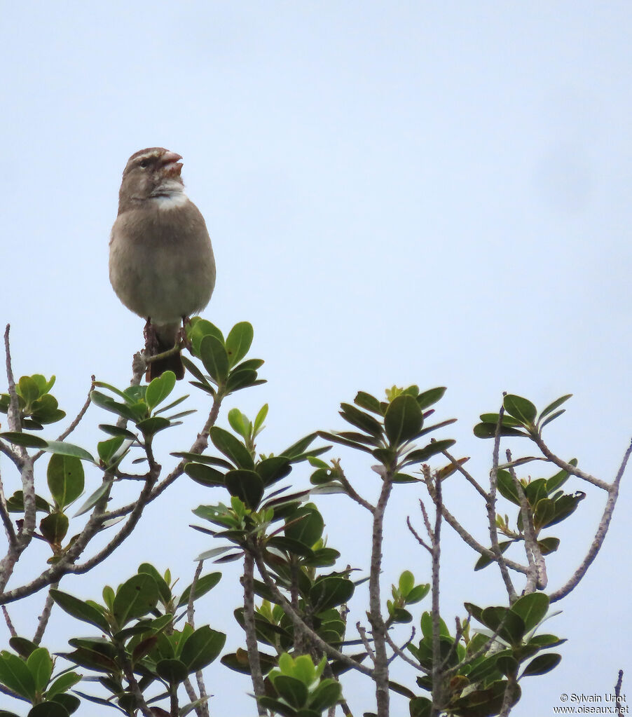 White-throated Canary male adult