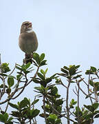 White-throated Canary