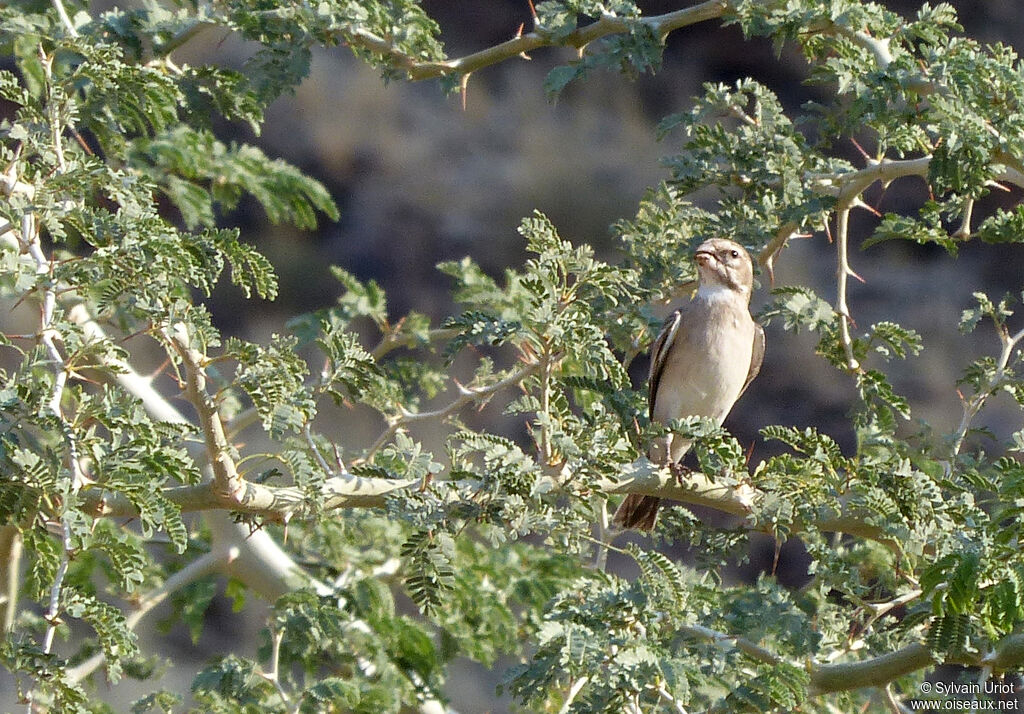 Serin à gorge blanche