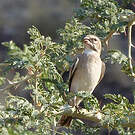 Serin à gorge blanche