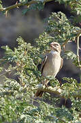 White-throated Canary