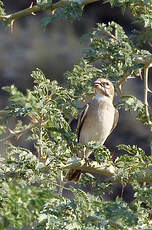 Serin à gorge blanche