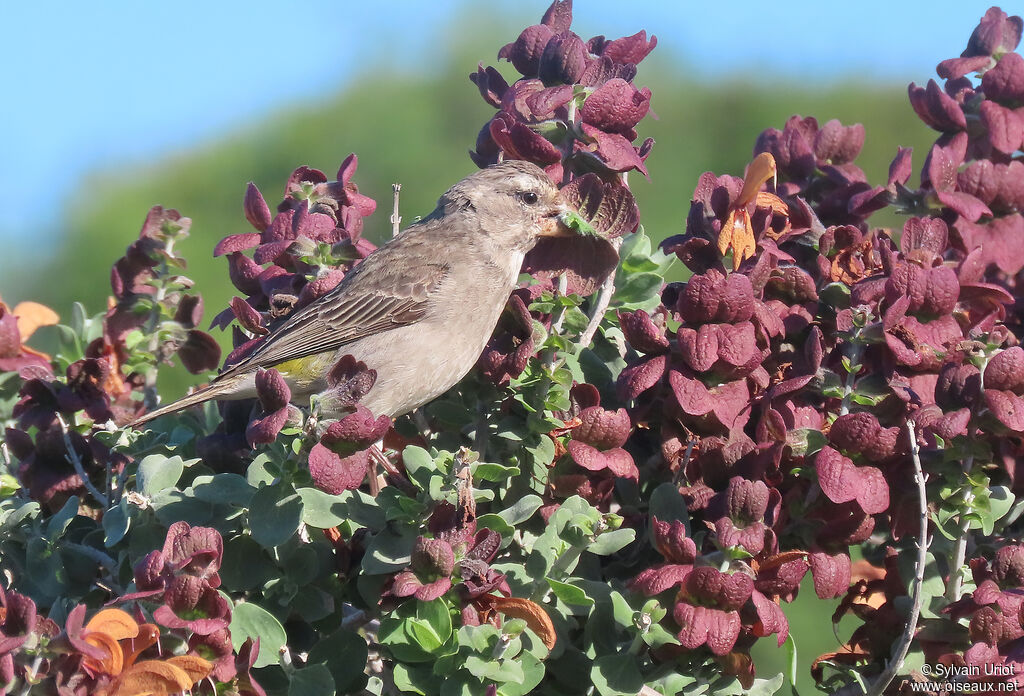 White-throated Canaryadult