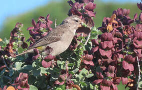 White-throated Canary