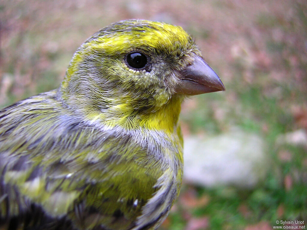 European Serin male adult, close-up portrait