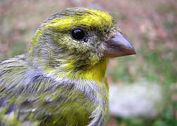 European Serin