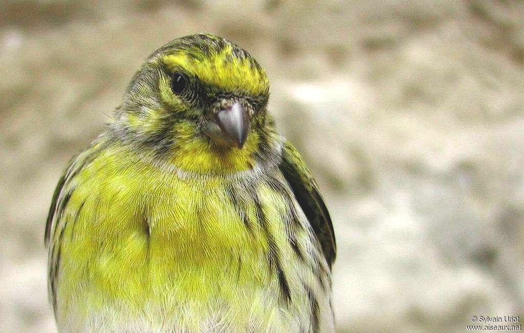 Serin cini mâle adulte, portrait