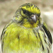 European Serin