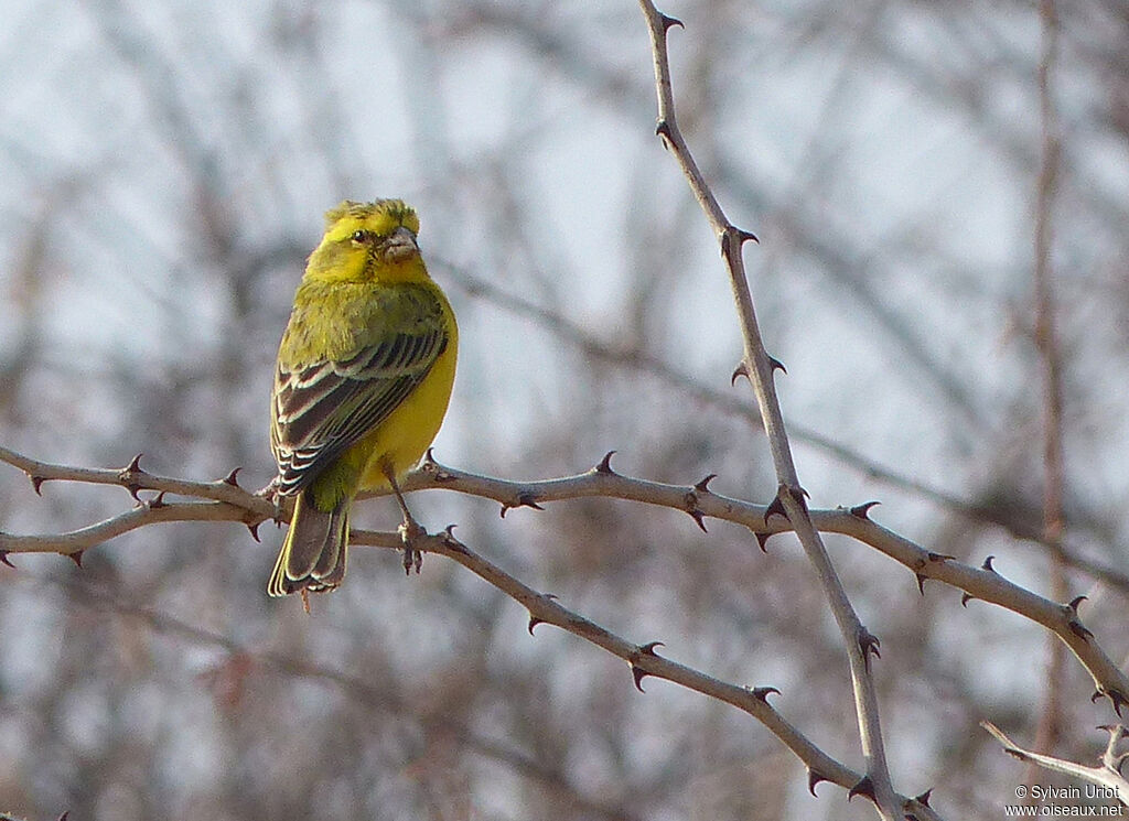 Serin de Sainte-Hélène