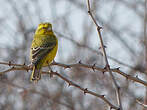 Serin de Sainte-Hélène