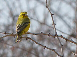 Serin de Sainte-Hélène