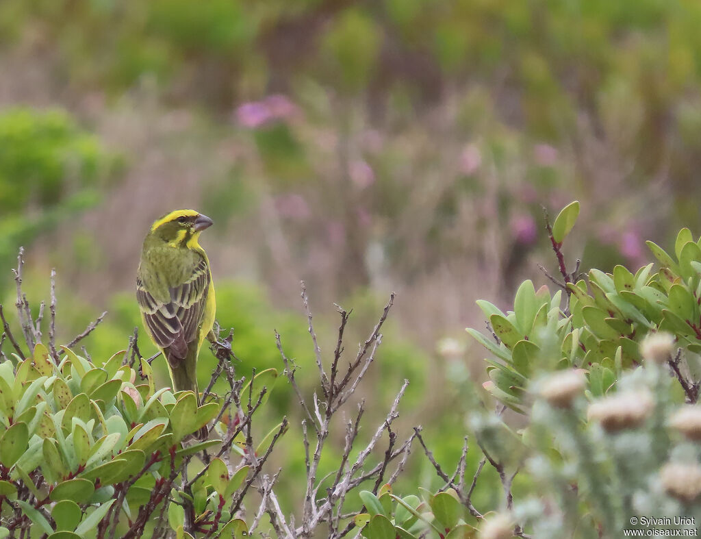 Yellow Canary male adult