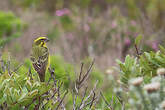 Serin de Sainte-Hélène