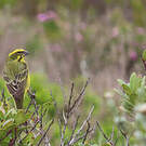 Serin de Sainte-Hélène