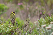 Serin de Sainte-Hélène