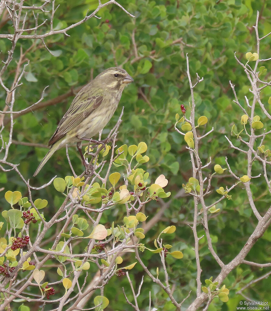 Yellow Canary female adult