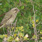 Serin de Sainte-Hélène