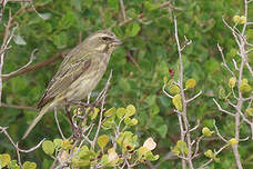 Serin de Sainte-Hélène