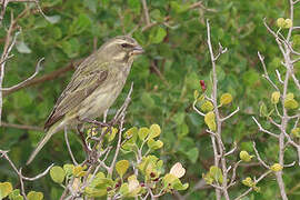 Yellow Canary