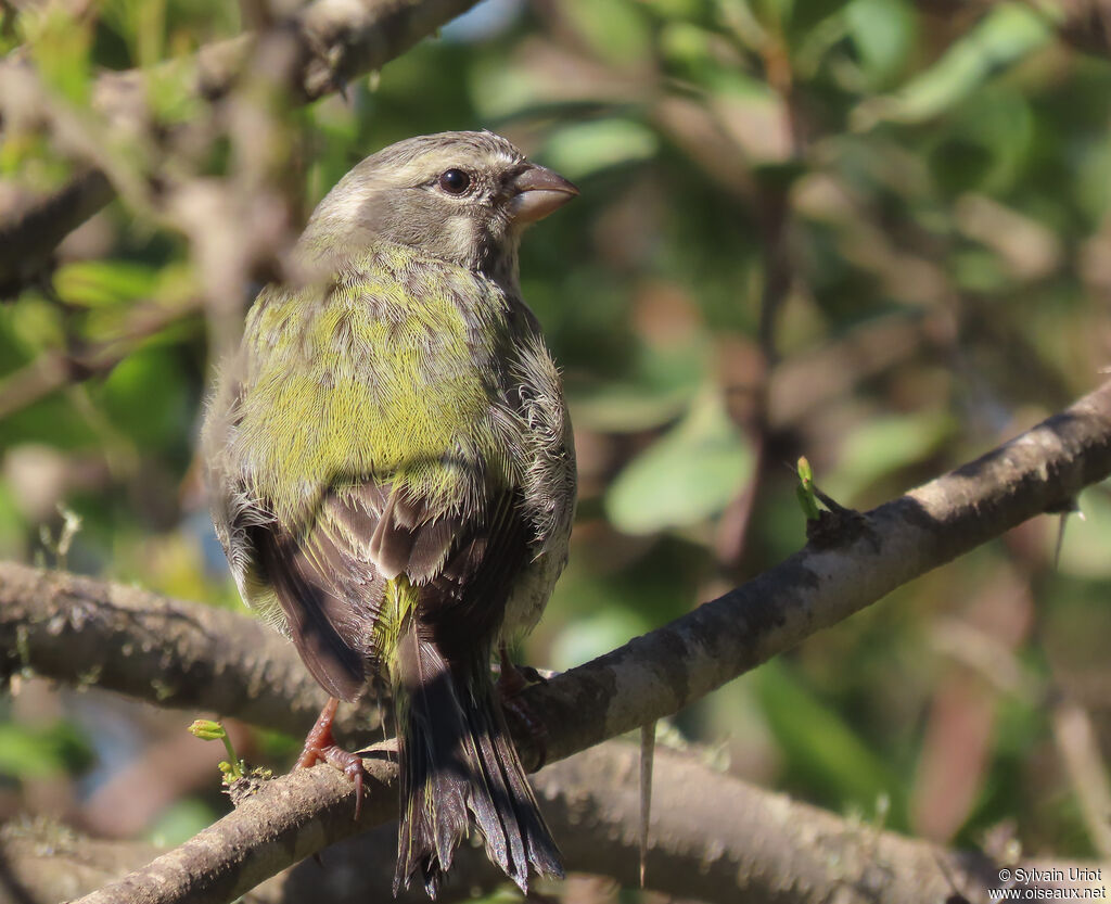 Serin de Sainte-Hélène femelle adulte