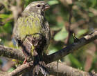 Serin de Sainte-Hélène