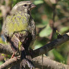 Serin de Sainte-Hélène