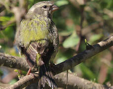 Yellow Canary