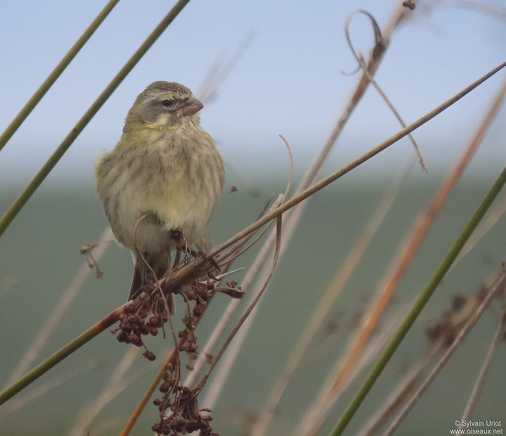 Serin de Sainte-Hélène femelle adulte