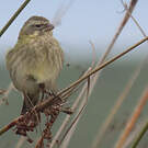 Serin de Sainte-Hélène