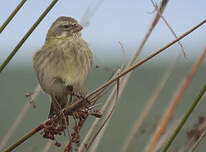 Serin de Sainte-Hélène